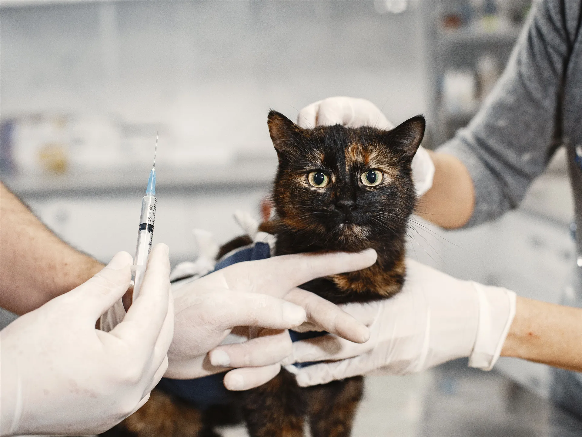 Kedi ve Köpeklerde Düzenli Aşı Takibi Neden Önemlidir?