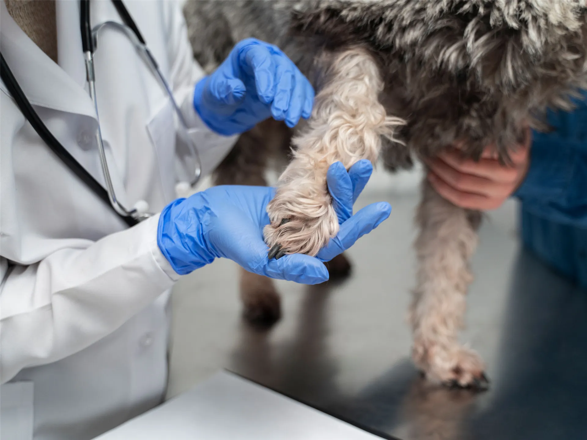 Kedilerde ve Köpeklerde İç-Dış Parazit Uygulaması Ne Zaman Yapılmalıdır?