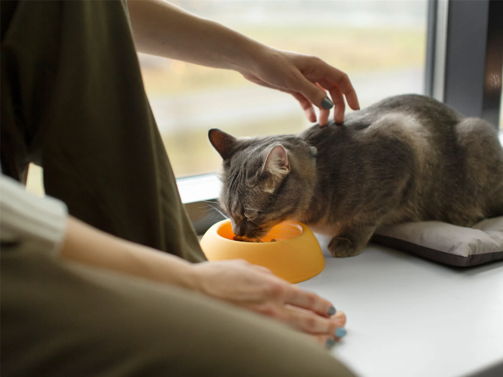 Kedi ve Köpeklerde Doğru Beslenme Nasıl Olmalıdır?