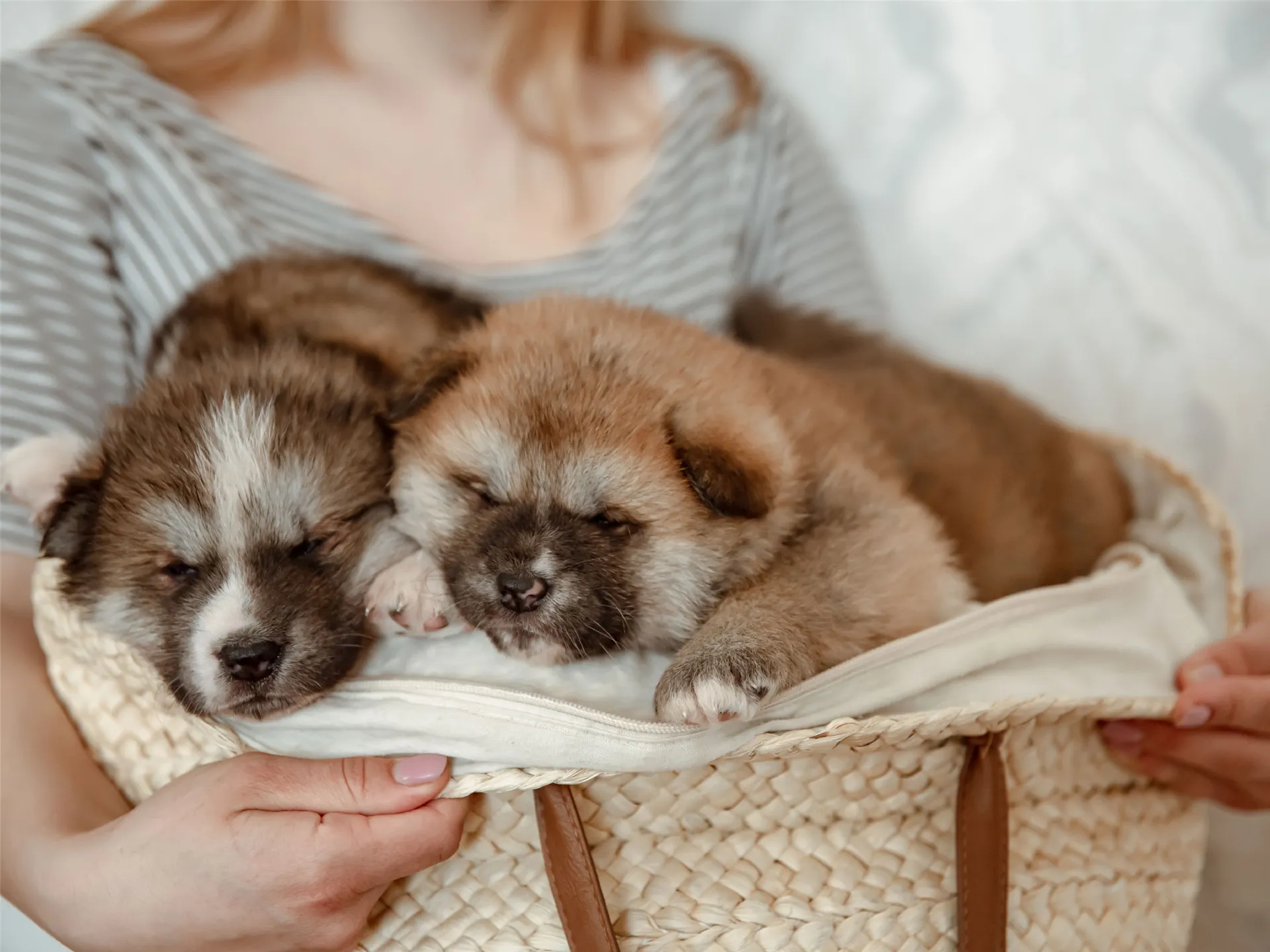 Yavru Kedi ve Köpek Bakımında Bilinmesi Gerekenler